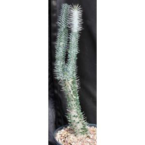 Alluaudia montagnacii 2-gallon pots