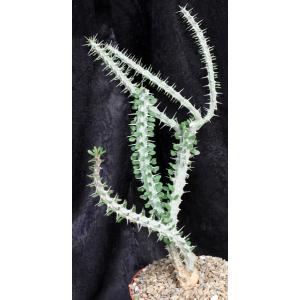 Alluaudia procera 8-inch pots