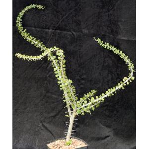 Alluaudia humbertii one-gallon pots