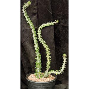 Alluaudia procera 2-gallon pots