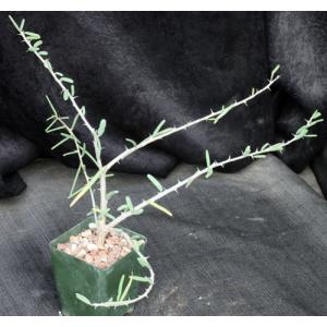 Alluaudiopsis fiherenensis 4-inch pots