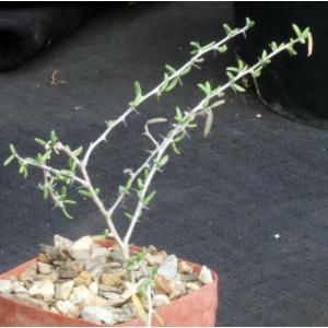 Alluaudiopsis marnieriana 4-inch pots