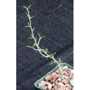Alluaudiopsis marnieriana 4-inch pots