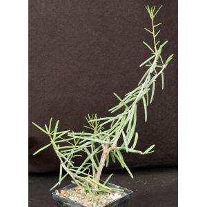 Alluaudiopsis fiherenensis 5-inch pots