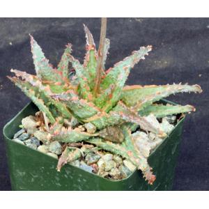Aloe cv Crimson Dragon 4-inch pots