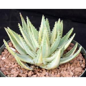 Aloe brevifolia (variegated) 8-inch pots