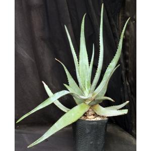 Aloe chaubaudii var. chaubaudii (Matopos form) one-gallon pots