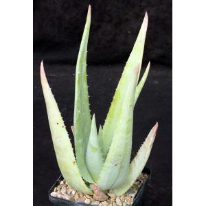 Aloe chrysostachys 5-inch pots