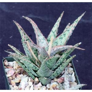 Aloe cv Pink Lace 4-inch pots