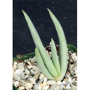 Aloe plicatilis 4-inch pots