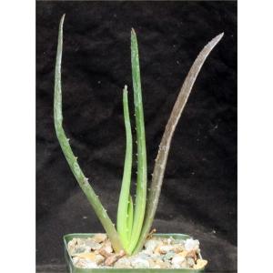 Aloe succotrina hybrid 4-inch pots