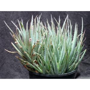 Aloe cv Blue Elf 2-gallon pots