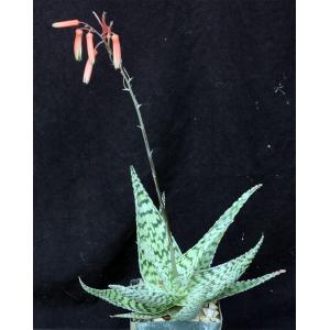 Aloe cv Delta Lights 4-inch pots