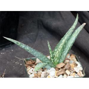 Aloe abyssicola 4-inch pots
