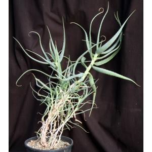 Aloe acutissima var. itampolensis 3-gallon pots