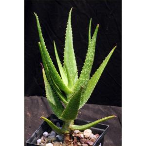 Aloe andongensis var. andongensis 5-inch pots
