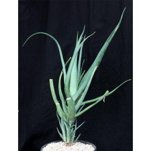 Aloe arborescens (spineless) 2-gallon pots