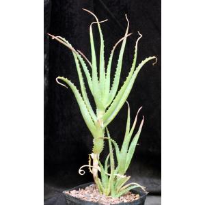 Aloe arborescens (yellow flowers) one-gallon pots