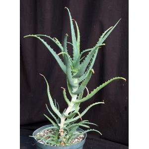 Aloe arborescens 10-inch pots