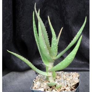 Aloe archeri one-gallon pots