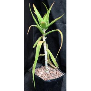 Aloe babatiensis one-gallon pots