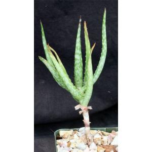 Aloe bakeri 4-inch pots
