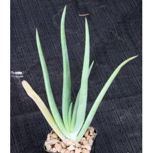 Aloe ballyi (WY 1044) 2-inch pots