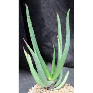 Aloe barbara-jeppeae one-gallon pots