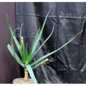 Aloe barberae 3-gallon pots