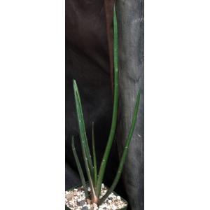 Aloe barberae 4-inch pots