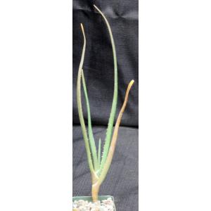 Aloe barberae 4-inch pots