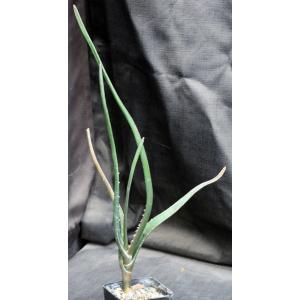 Aloe barberae 5-inch pots