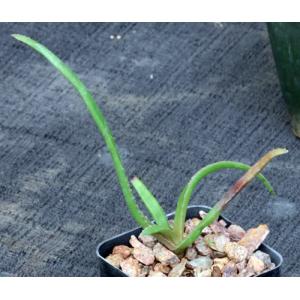 Aloe belavenokensis 2-inch pots