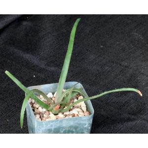 Aloe belavenokensis 4-inch pots