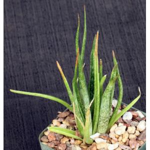 Aloe bellatula 4-inch pots