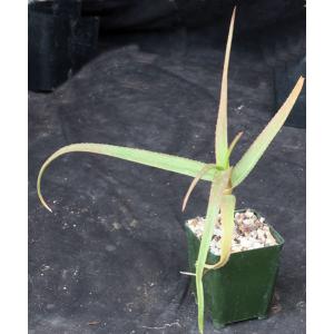 Aloe berevoana 4-inch pots