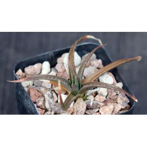 Aloe boiteaui 2-inch pots