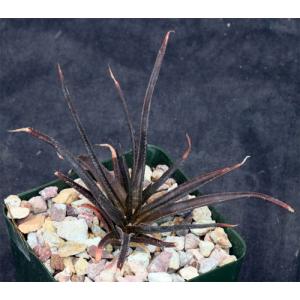 Aloe boiteaui 4-inch pots