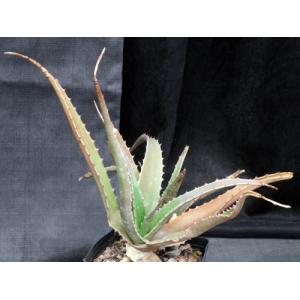 Aloe brandhamii one-gallon pots