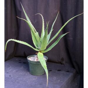 Aloe brandhamii 10-inch pots