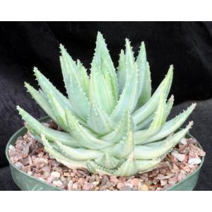 Aloe brevifolia var. brevifolia 8-inch pots