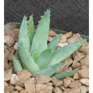 Aloe brevifolia var. depressa 4-inch pots