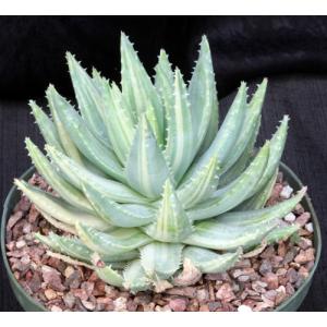 Aloe brevifolia (variegated) 8-inch pots
