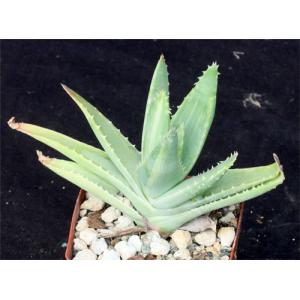 Aloe brevifolia (variegated) 3-inch pots