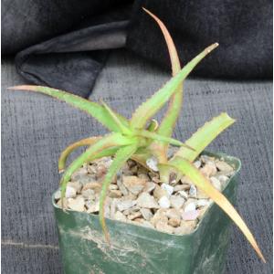 Aloe bruynsii 4-inch pots
