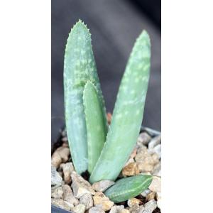 Aloe buhrii 2-inch pots