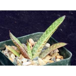 Aloe burgersfortensis 3-inch pots
