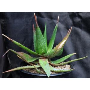 Aloe bussei 2-gallon pots