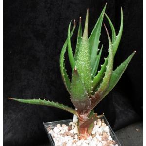 Aloe bussei 5-inch pots