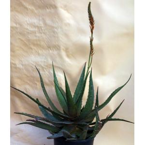 Aloe bussei 2-gallon pots